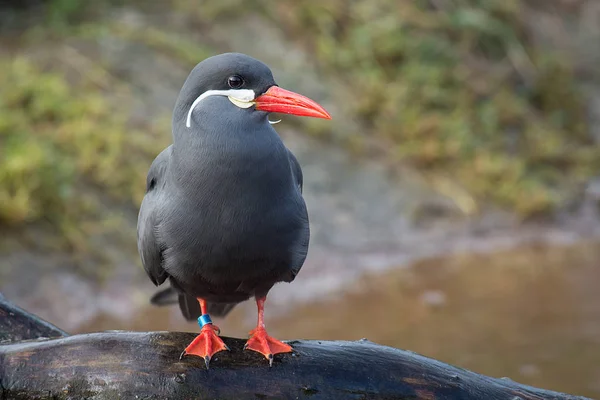 Inca tärna porträtt — Stockfoto