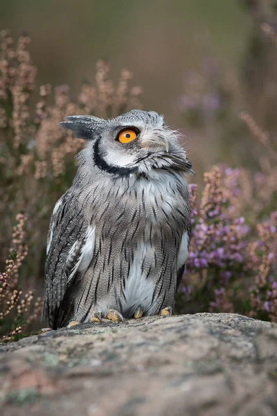 Scops Eule schaut auf — Stockfoto