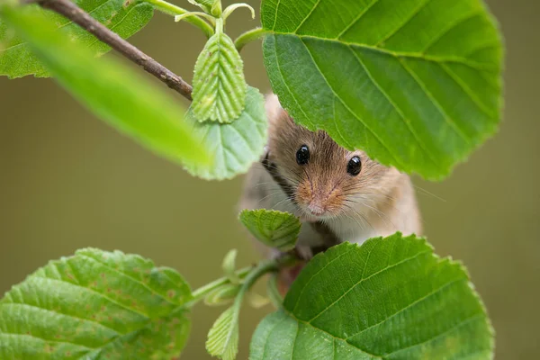 Erntemaus versteckt sich — Stockfoto