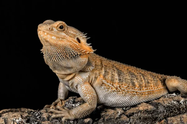Perfil retrato dragón barbudo — Foto de Stock