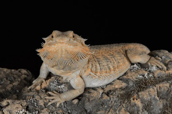 Bearded dragon staring forward — Stock Photo, Image