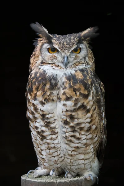 Retrato de un búho águila —  Fotos de Stock