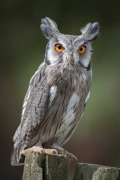 Retrato de un búho scops — Foto de Stock