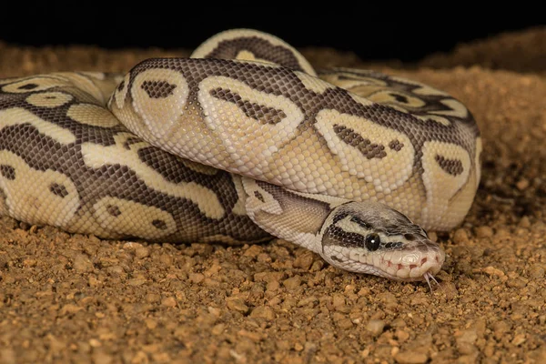 Super pastelové Pythonu — Stock fotografie