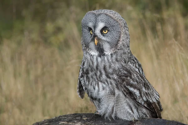 Gran búho gris — Foto de Stock