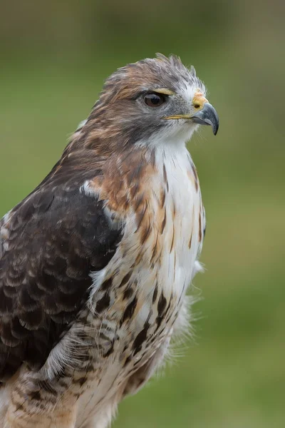 Ritratto di falco coda rossa — Foto Stock