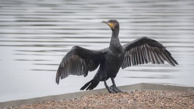 Kanatlar yaymak ile karabatak