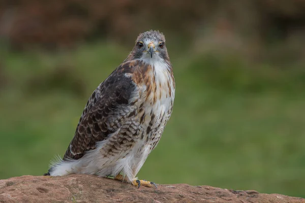 Czerwony tailed hawk wpatrując się — Zdjęcie stockowe