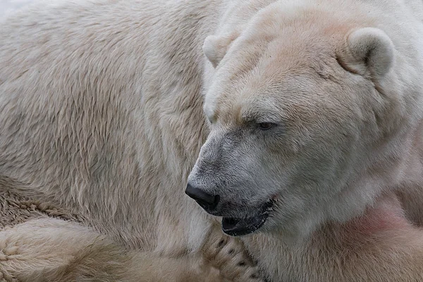 Bardzo blisko niedźwiedź polarny — Zdjęcie stockowe