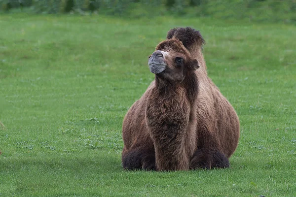 Bactrian Camel deitado na grama — Fotografia de Stock