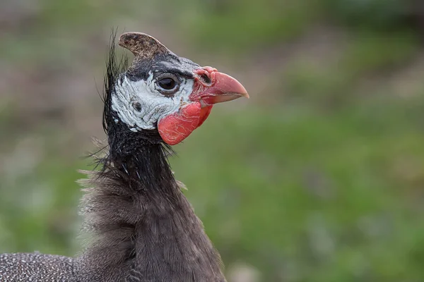 Portrét profilu perlička — Stock fotografie