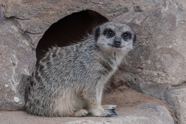 Waspada mencari meerkat lookout — Stok Foto