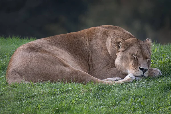 Leoa dormindo na grama — Fotografia de Stock