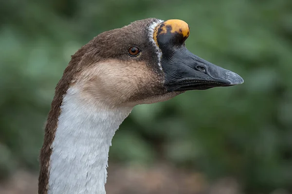 Retrato de ganso de cisne — Fotografia de Stock