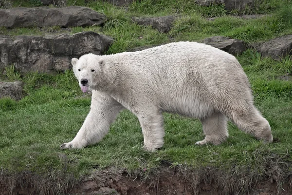 Πολική αρκούδα με τη γλώσσα έξω — Φωτογραφία Αρχείου