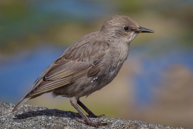 Taştan bir duvar üzerinde Juvenil starling duran yan profil portresi kapatın