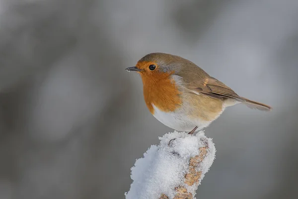 Egy Európai Robin Redbreast Ült Egy Fedett Fatönkön — Stock Fotó