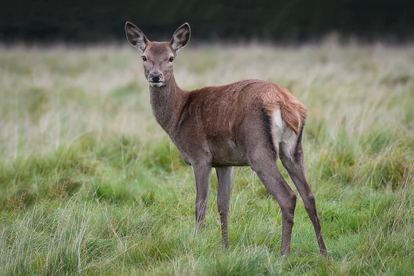 草の中に立っている若い赤シカ子鹿わずかに回しバックを探して直接前方カメラのビューアーで — ストック写真