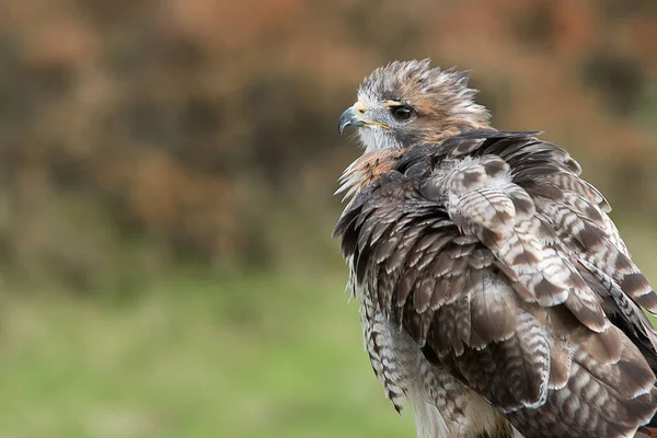 Ritratto Dettagliato Ravvicinato Falco Dalla Coda Rossa Con Piume Increspate — Foto Stock