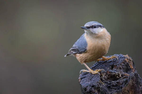 A natural portrait of a nuthatch sitting perched on the top of an old post