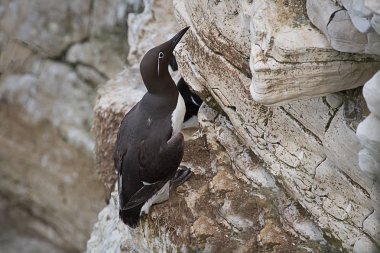 Uçurumdan yukarı seyir yüzünde bridled guillemot tünemiş