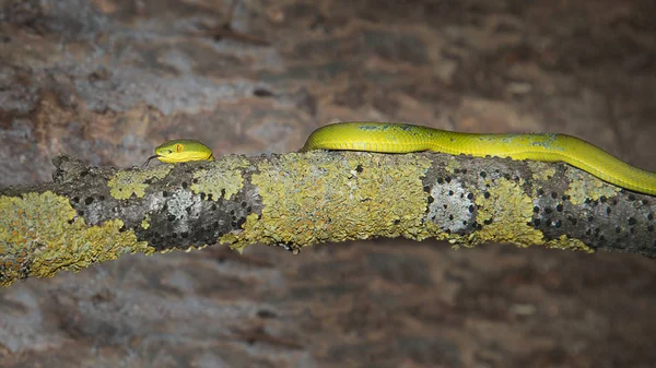 Close Photograph Female White Lipped Pit Viper Snake Old Log — Stock Photo, Image