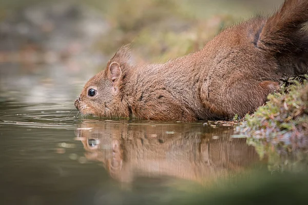 Close up low level of a red squirrel cautiously entering a pond with a reflection in the water a pond