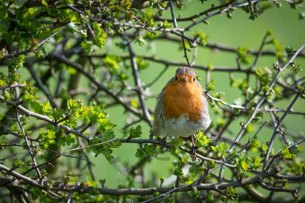 Robin Perched Hedge Branch Staring Forward Camera Looking Lens Surrounded — Stock Photo, Image