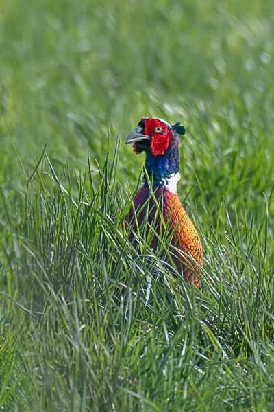 Male Cock Pheasant Standing Field Look Out Predators Alert Aware — Stock fotografie