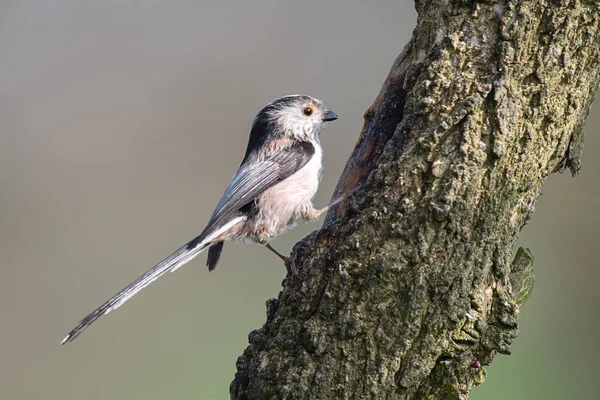 Profile Portrait Long Tailed Tit Perched Tree Trunk Looking Alert — Φωτογραφία Αρχείου