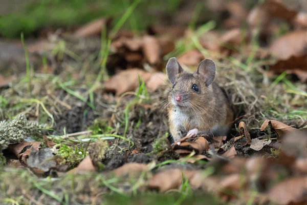 Quietamente Sentado Chão Floresta Olhando Alerta Emergindo Fauna Este Rato — Fotografia de Stock