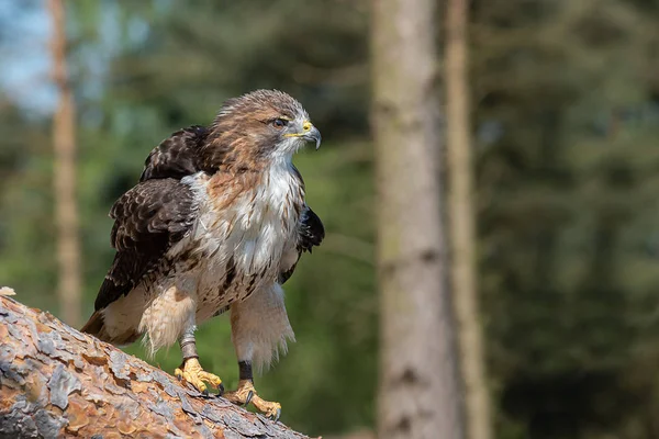 A red tailed hawk ruffling its feather while looking alertly to the right whilst perched on a fallen down tree trunk