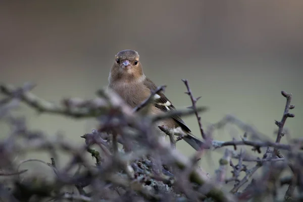 Female Chaffinch Fringilla Coelebs Perches Hedgerow Stares Forward Camera — Stock Photo, Image