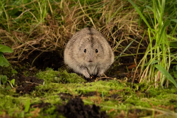 Uma Visão Frontal Lemming Cricetidae Enquanto Senta Chão Olha Para — Fotografia de Stock