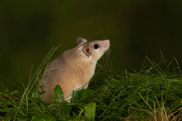 Profilporträt Einer Afrikanischen Stachelmaus Akomys Seitenansicht Auf Einer Bank Vor — Stockfoto