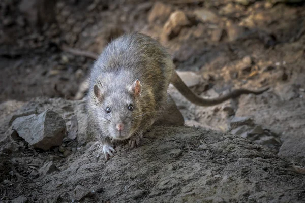 Rato Selvagem Rochas Por Uma Margem Rio Olha Para Frente — Fotografia de Stock