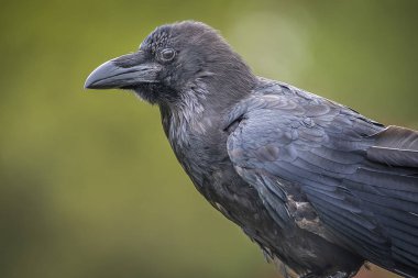 Bir kuzgunun profil portresi, kopyalama alanı olan düz yeşil bir arkaplana karşı
