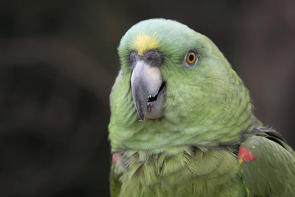 Retrato Cabeça Perto Papagaio Coroado Amarelo Papagaio Coroado Amarelo Amazona — Fotografia de Stock