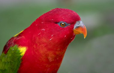 Sarı sırtlı Geveze Lory 'nin yakın plan portresi, Lorius Garrulus, bu lori doğal ortamında doğal yaşam alanı kaybı nedeniyle tehlike altında.
