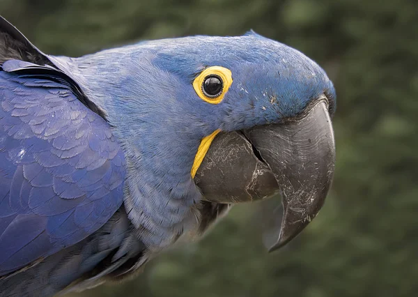 Retrato Muito Próximo Cabeça Uma Arara Jacinto Arara Hyacinthine Papagaio — Fotografia de Stock