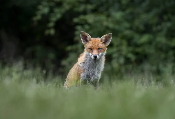 Una Volpe Rossa Vulpes Vulpes Presa Dal Livello Del Suolo — Foto Stock