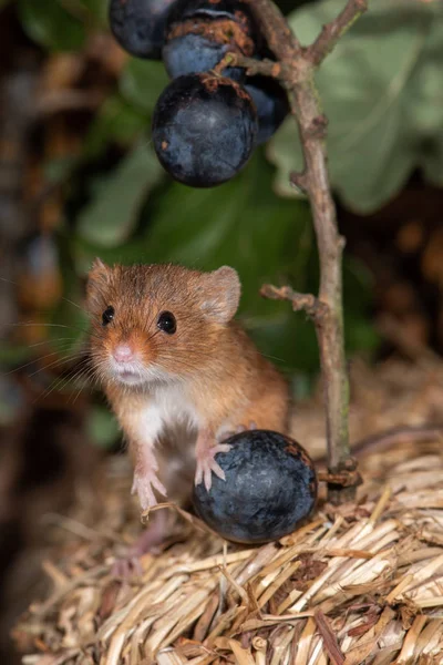 Porträt Einer Kleinen Erntemaus Die Gerade Eine Blaubeere Vom Zweig — Stockfoto