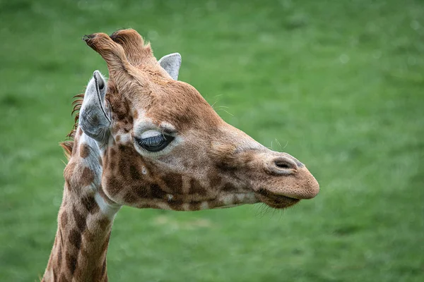 Zbliżenie Głowy Żyrafy Patrzącej Prawo Naturalnym Zielonym Tłem Trawy — Zdjęcie stockowe