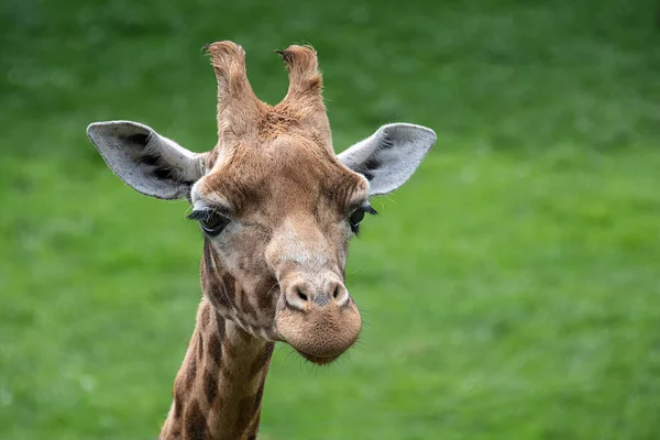Zbliżenie Głowy Żyrafy Patrzącej Przyszłość Naturalnym Zielonym Tłem Trawy — Zdjęcie stockowe