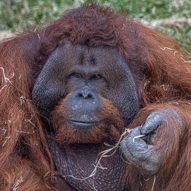 Biraz sola bakan orangutan yüzünün yakın bir portresi.