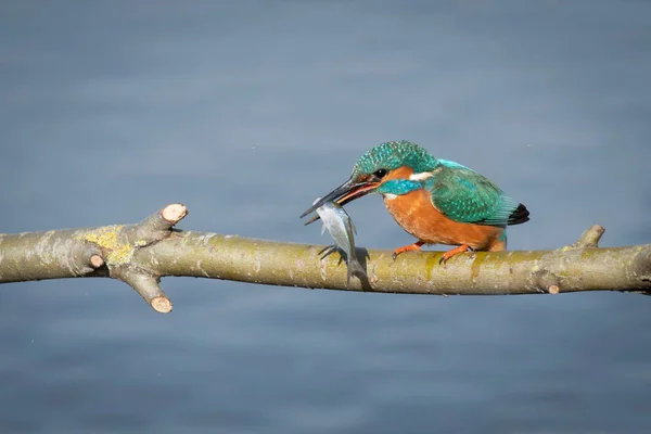 Male Kingfisher Alcedo Atthis Perched Branch Water Fish Its Beak — 스톡 사진