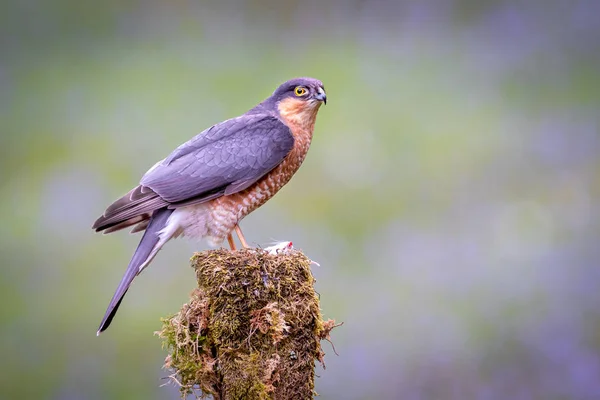 Sparrowhawk Está Empoleirado Toco Velho Árvore Cautelosamente Protegendo Sua Presa — Fotografia de Stock