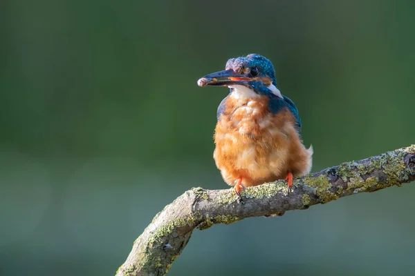 Ein Männlicher Eisvogel Alcedo Atthis Hockt Auf Einem Ast Mit — Stockfoto