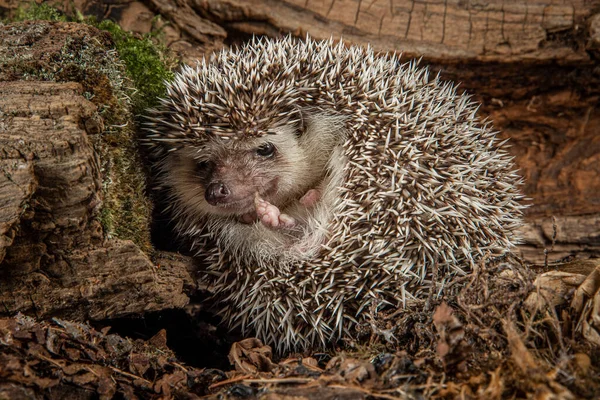 Ouriço Europeu Erinaceus Europaeus Emergindo Segurança Ser Enrolado Seu Rosto — Fotografia de Stock