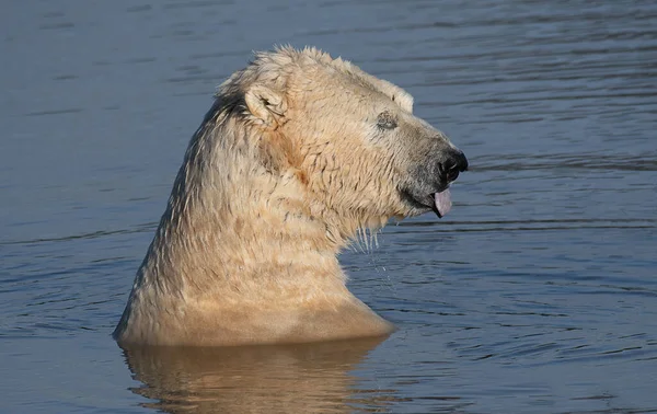 Ένα Κοντινό Πλάνο Μιας Πολικής Αρκούδας Καθώς Κεφάλι Και Ώμοι — Φωτογραφία Αρχείου